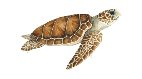 İri Başlı Deniz Kaplumbağası
