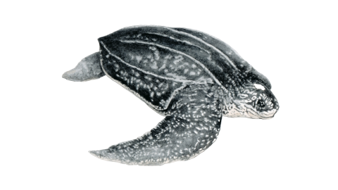 Deri Sırtlı Deniz Kaplumbağası