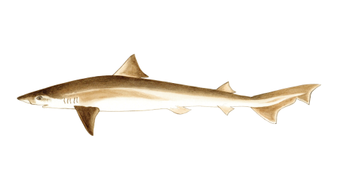 Camgöz Köpek Balığı
