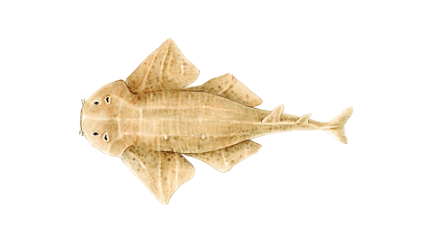 Keler Balığı