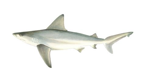 Kum Köpek Balığı