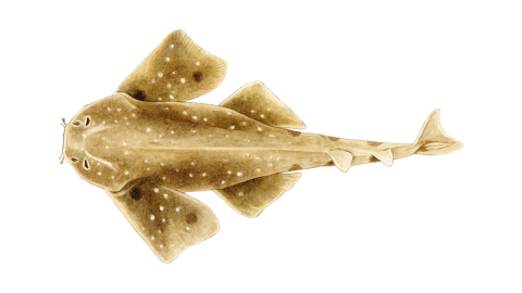 Lekeli Keler Balığı